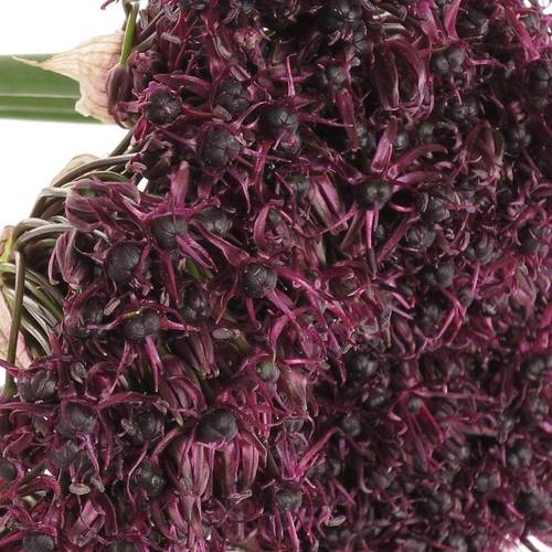 Allium weinrot Atropurpureum 60cm