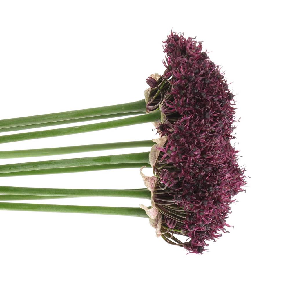 Allium weinrot Atropurpureum 60cm