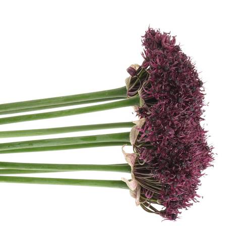 Allium weinrot Atropurpureum 60cm