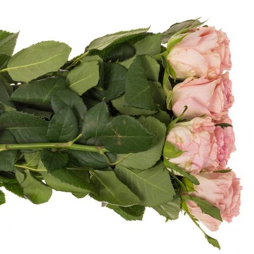 Rose rosa Seductive 70cm