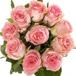 Rose rosa Seductive 70cm