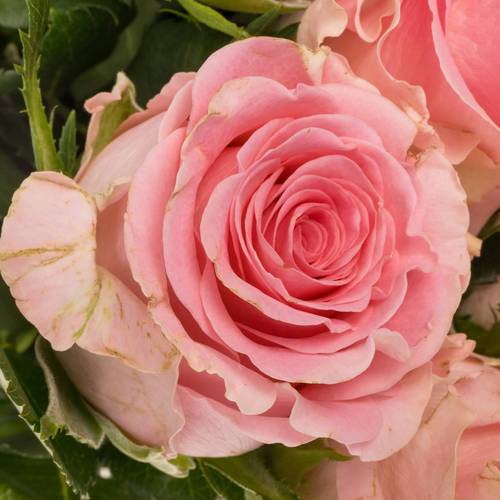 Rose rosa Seductive 70cm