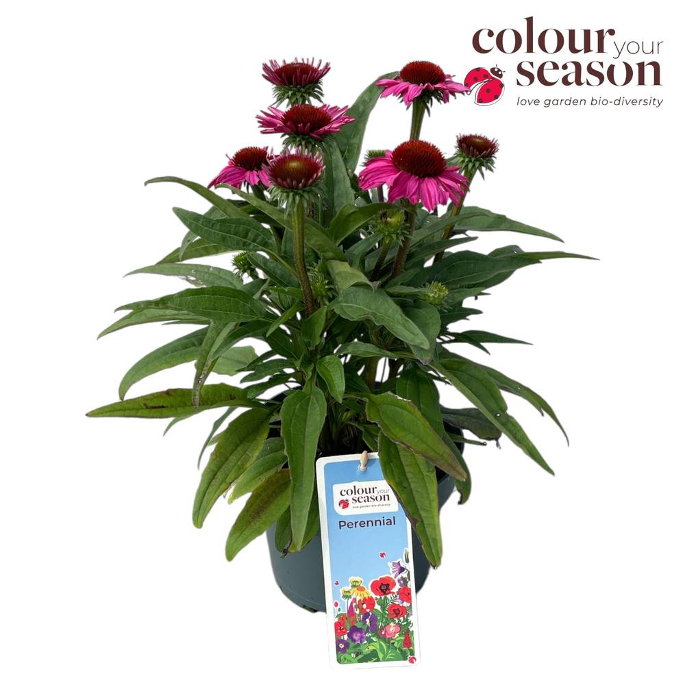 Echinacea dunkel rosa SunSeekers T19 H050