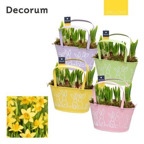 Narzis.Arr mix HL12765 Ostern T21 H017