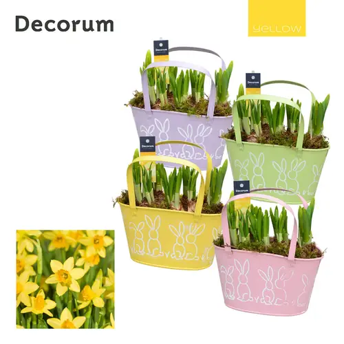 Narzis.Arr mix HL12765 Ostern T21 H017