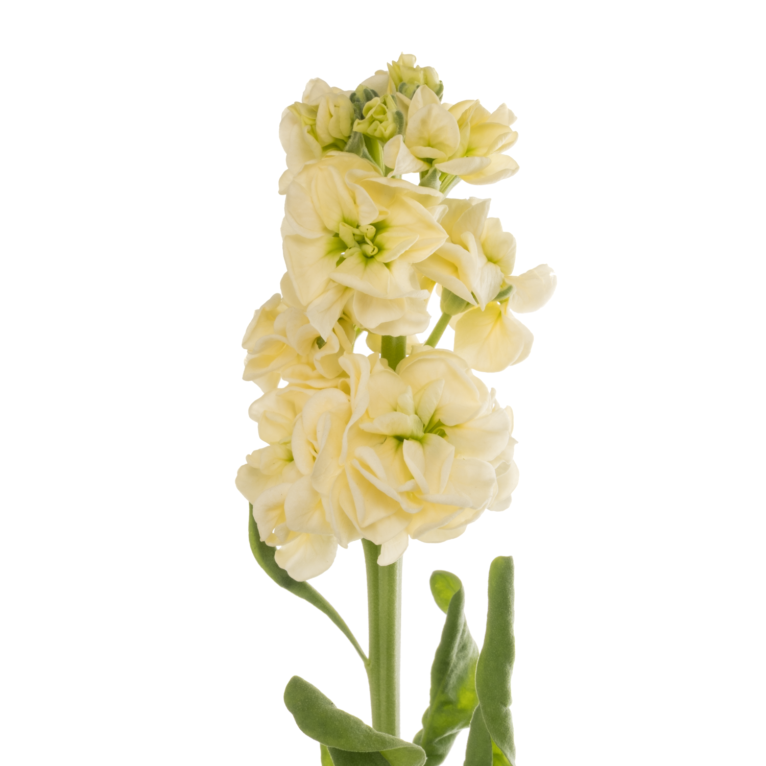 Levkoje hell gelb Impala Yellow 55cm