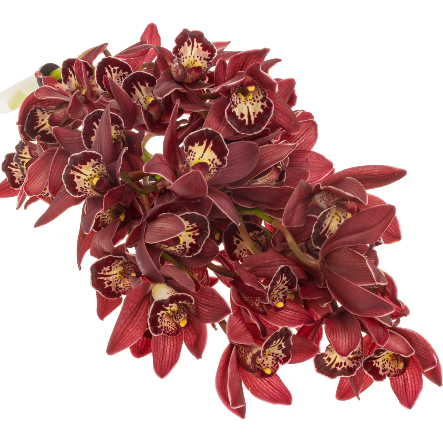 Mini Cymbidium rot Roy 60cm 12+Blüte