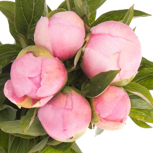 Pfingstrose rosa Sweet Six 40cm