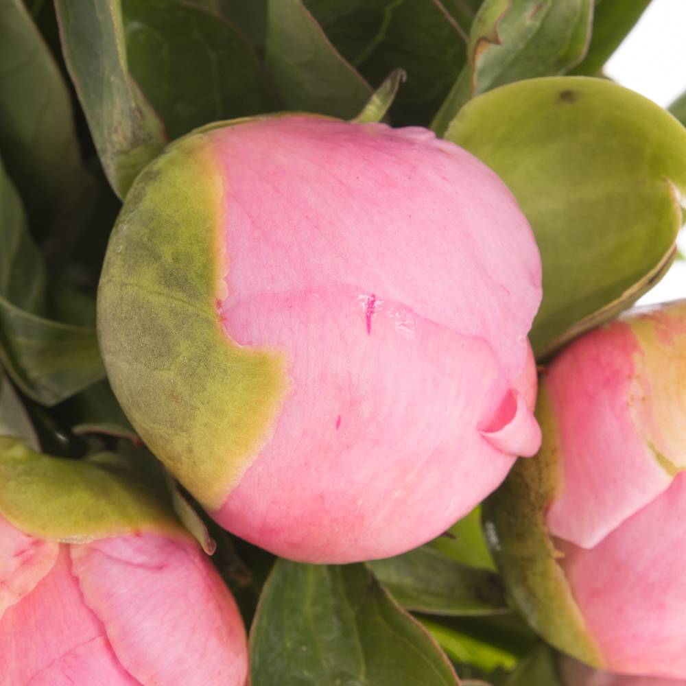 Pfingstrose rosa Sweet Six 40cm