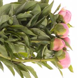 Pfingstrose rosa Sweet Six 40cm