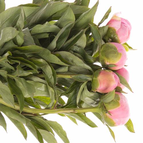 Pfingstrose rosa Sweet Six 40cm