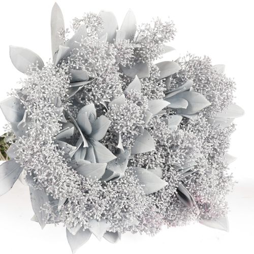 Skimmia weiss gefärbt 40cm