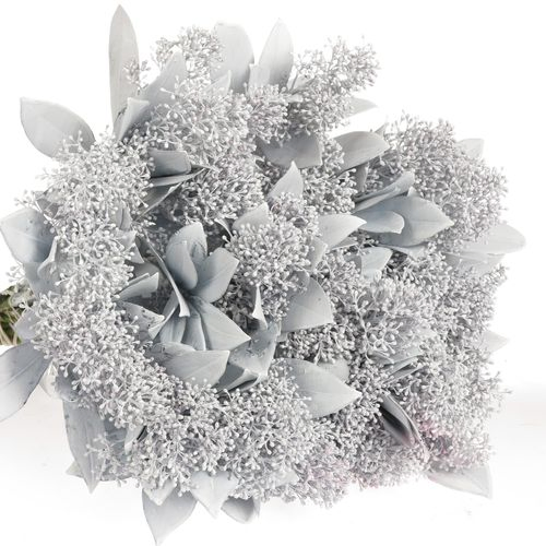 Skimmia weiss gefärbt 40cm