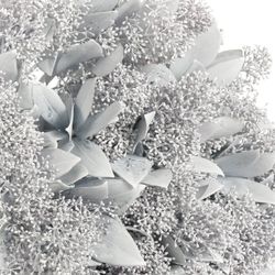 Skimmia weiss gefärbt 40cm