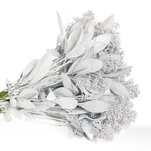 Skimmia weiss gefärbt 40cm