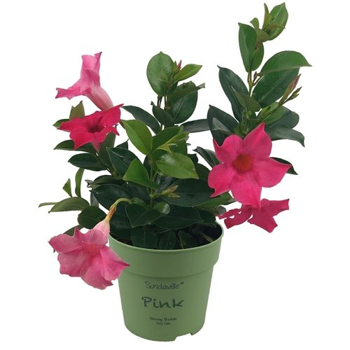 Mandeville Dipl. rosa T12 H025