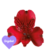 Alstroemeria - ALSTROEMERIA VALENTIN ROT 55+GRAMM Alstroemeria - ALSTROEMERIA VALENTIN ROT 55+GRAMM