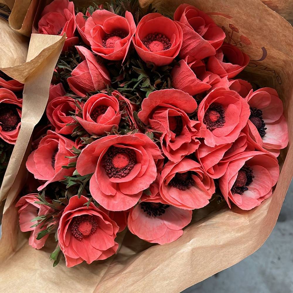 Anemone rot Puder Marianne Powder Salmon 40cm