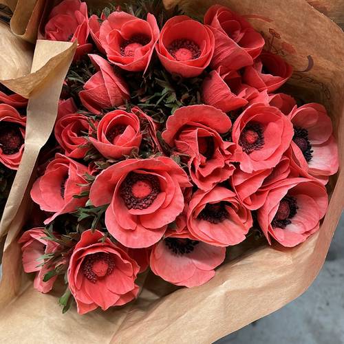 Anemone rot Puder Marianne Powder Salmon 40cm