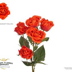 Rose verzweigt dunkel orange Sunset Follies 50cm Duft