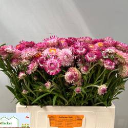 Helicrysum rosa 55cm Ex