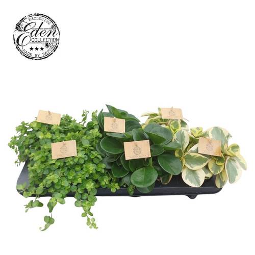 Grünpflanzen mix (Eden Kollektion) T12 H020
