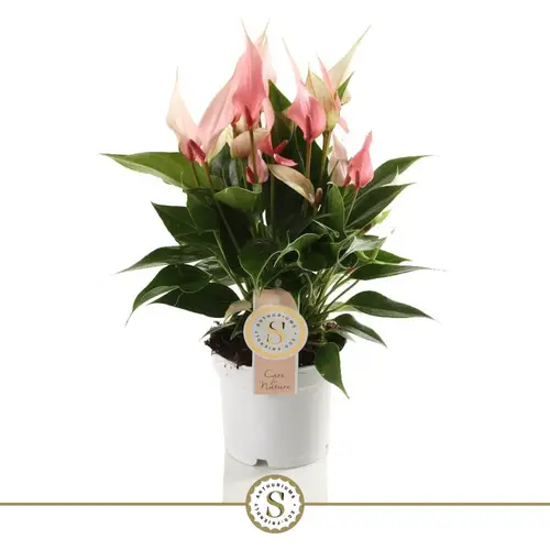 Anth.rosa Exclusief Lilli T12 H040