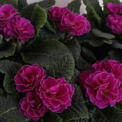 Primula Acaulis Gef. purple T11 H015