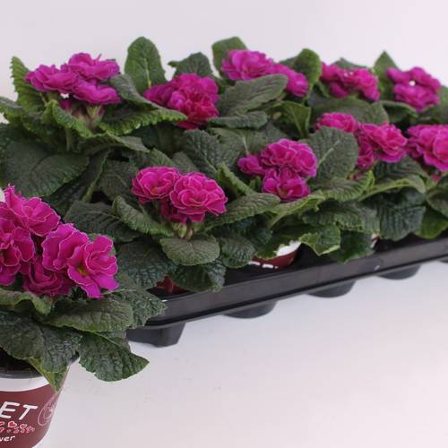 Primula Acaulis Gef. purple T11 H015