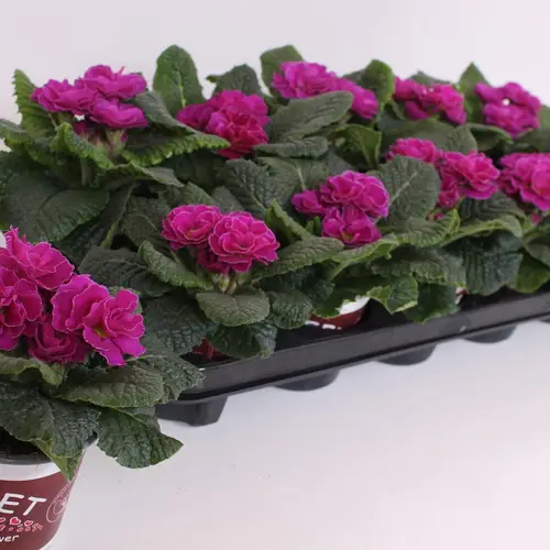 Primula Acaulis Gef. purple T11 H015