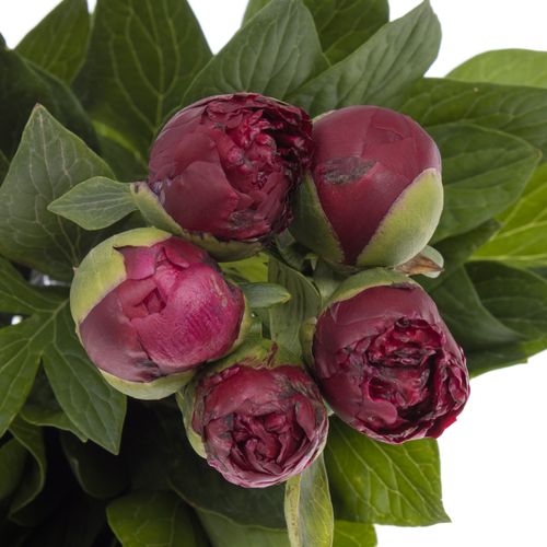 Pfingstrose rot gefüllt Henry Bockstoce 45cm