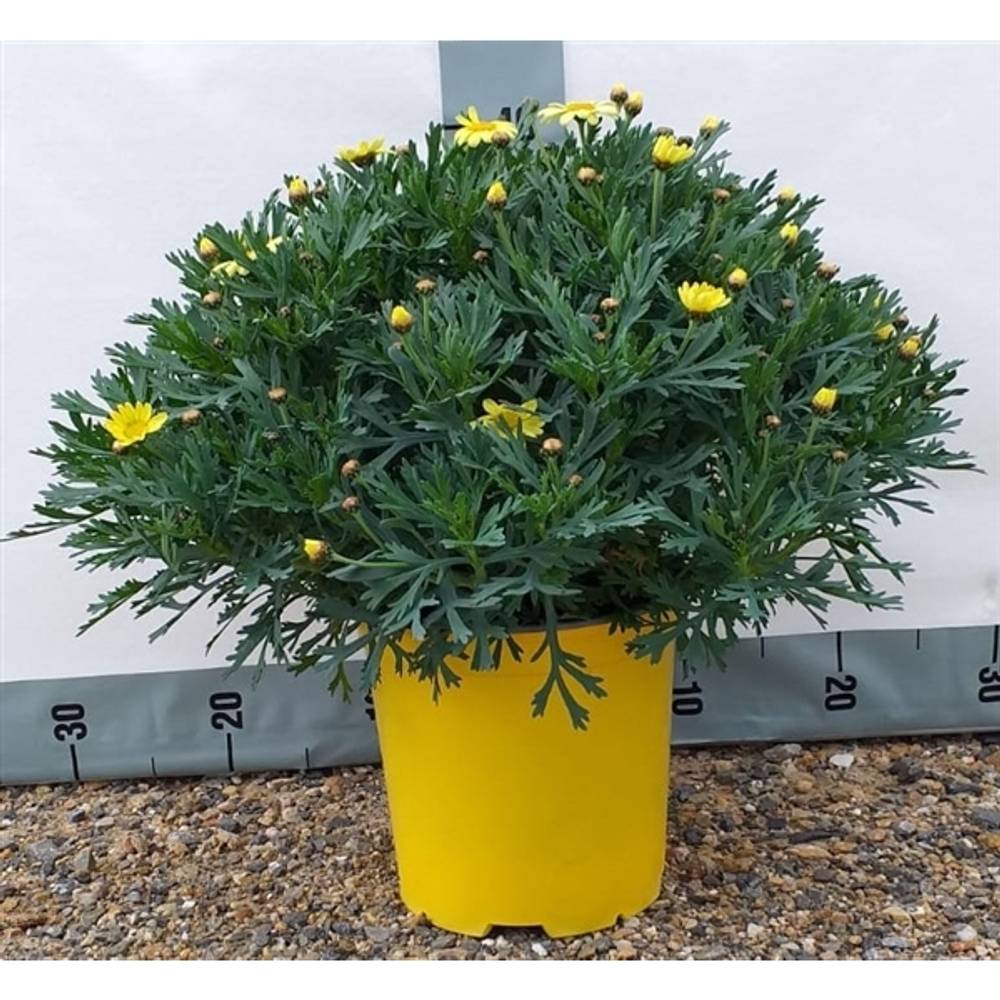 Margerite gelb T18 H045