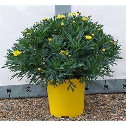 Margerite gelb T18 H045