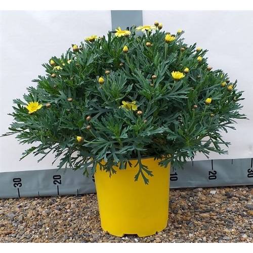 Margerite gelb T18 H045