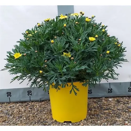 Margerite gelb T18 H045