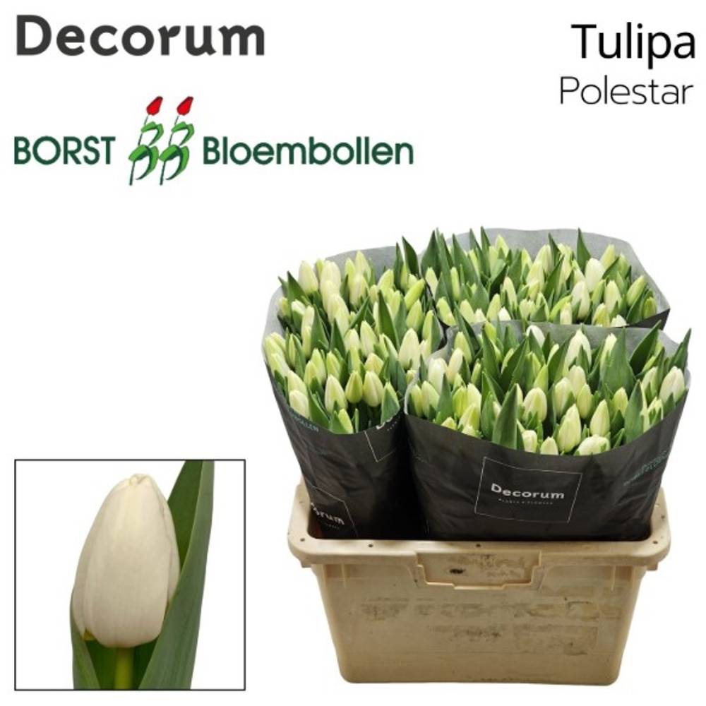 Tulpe weiss Polestar 46 Gramm