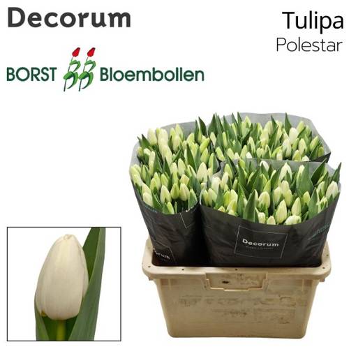 Tulpe weiss Polestar 46 Gramm