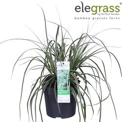 Carex Everest T14 H35