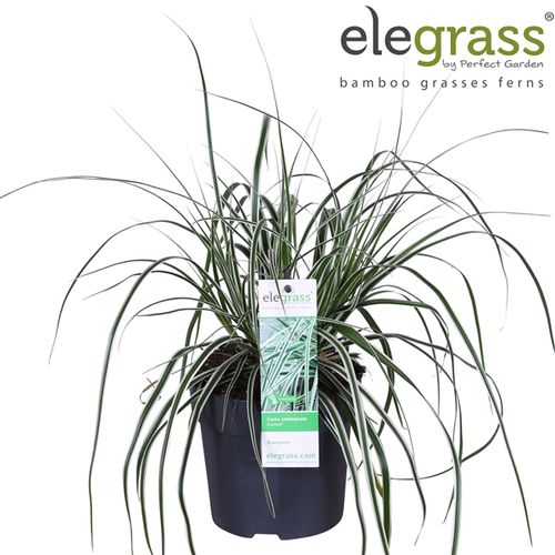 Carex Everest T14 H35