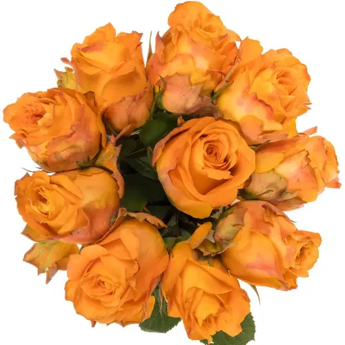 Rose orange Malaga 35cm