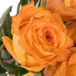 Rose orange Malaga 35cm