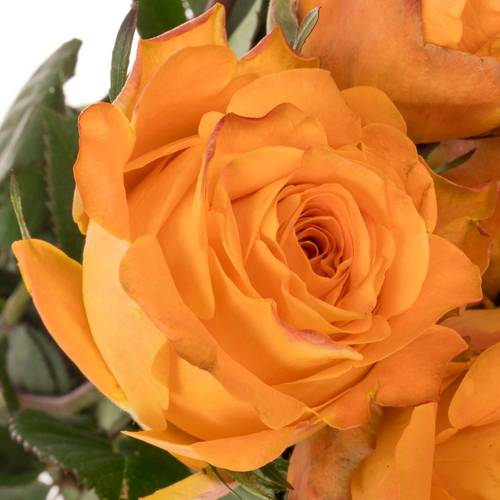 Rose orange Malaga 35cm