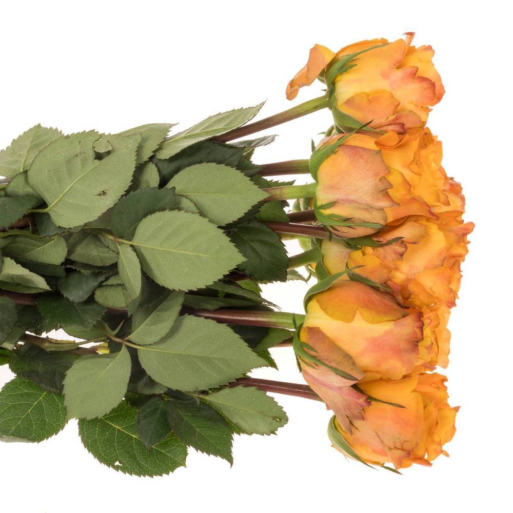 Rose orange Malaga 35cm