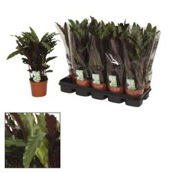 Calathea Elgergrass T12 H40