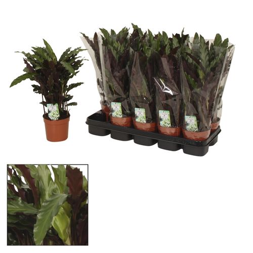 Calathea Elgergrass T12 H40