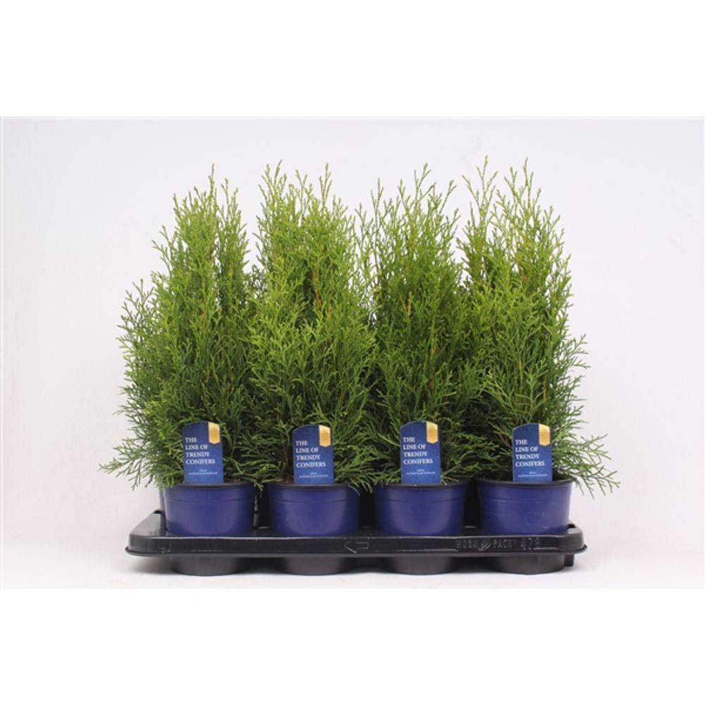 Thuja Smaragd T13 H55 (Koniferen) | Heyl - Blumengrohandel /  Floristikgrohandel