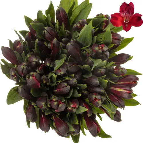 Alstroemerie rot queen (Ecuador) 70cm