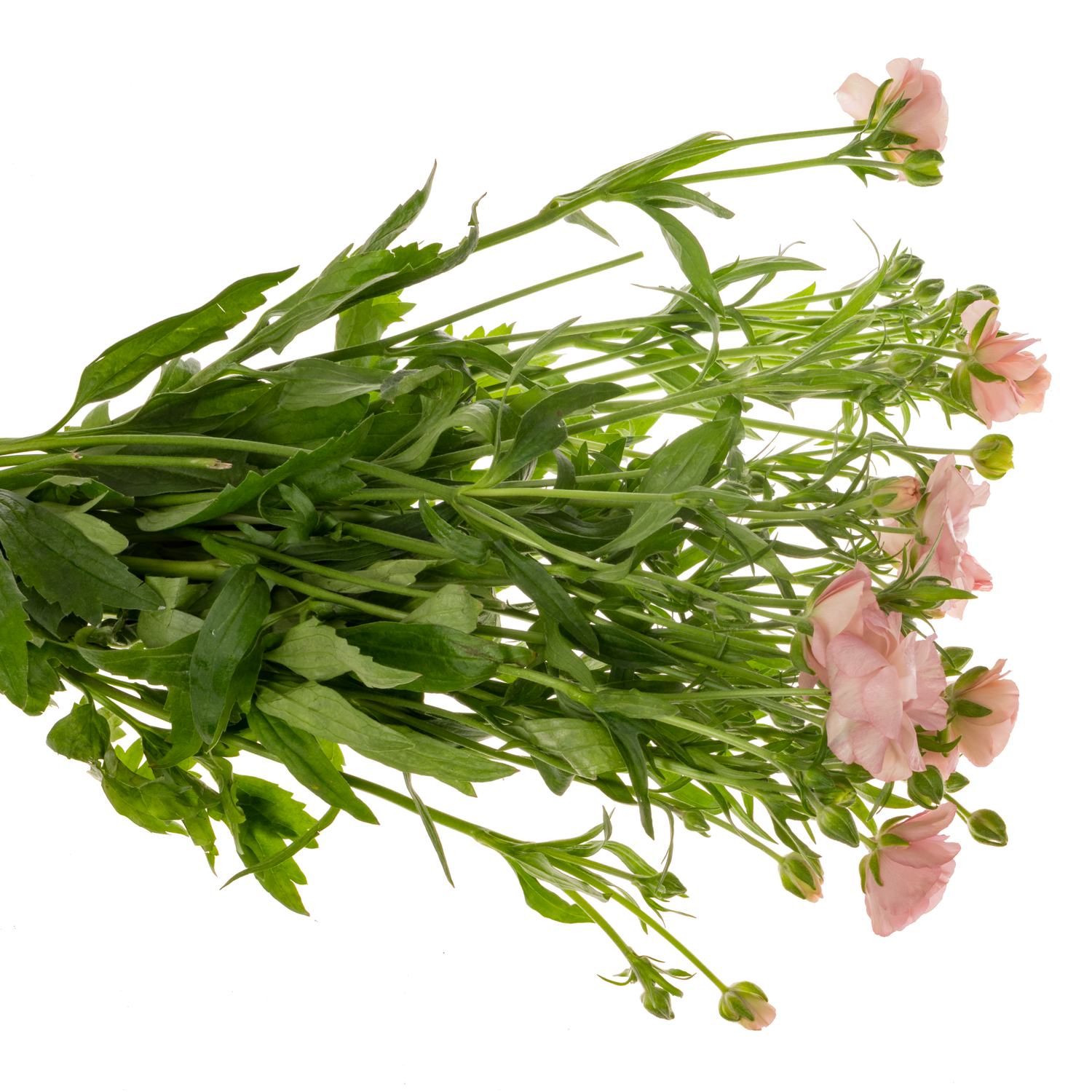 Ranunkel rosa-apricot Butterfly Ariadne 60cm