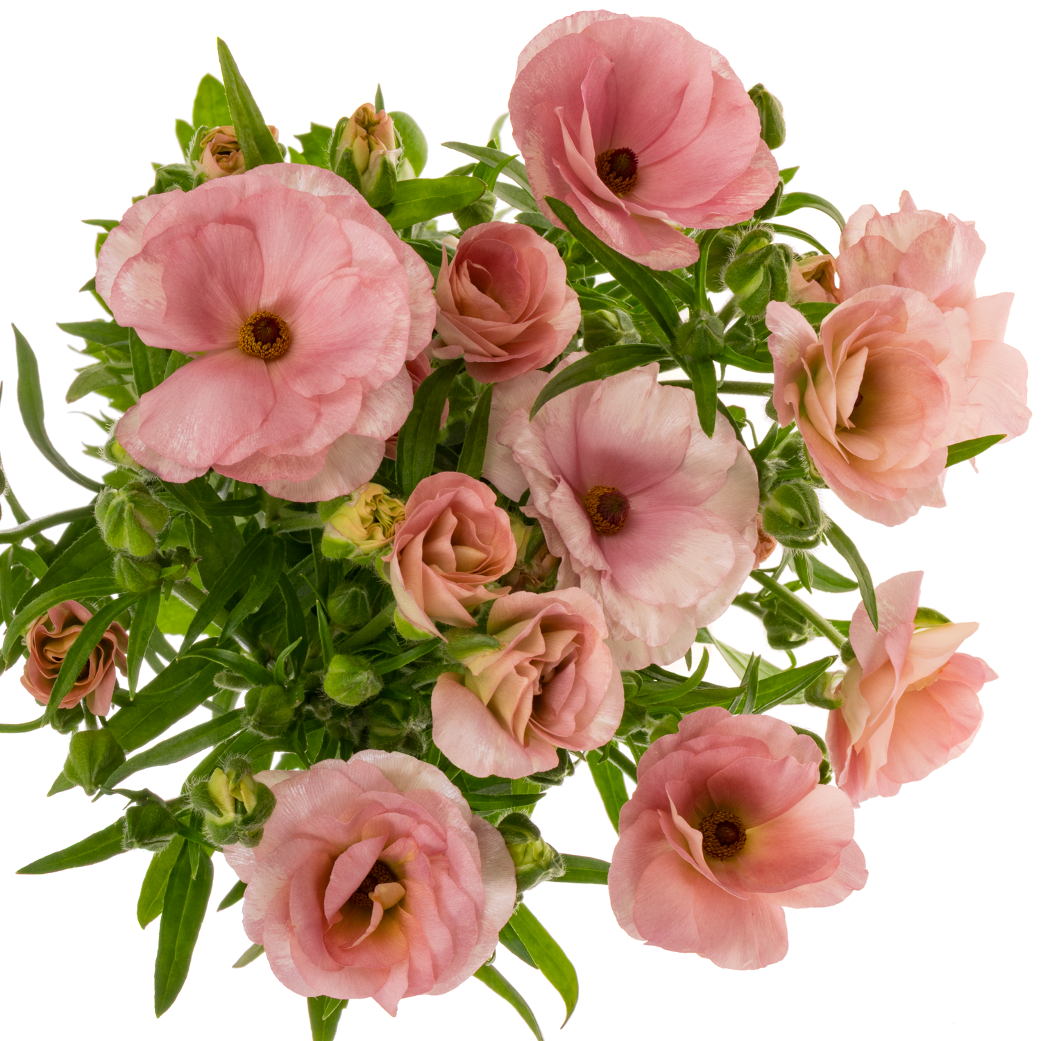 Ranunkel rosa-apricot Butterfly Ariadne 60cm