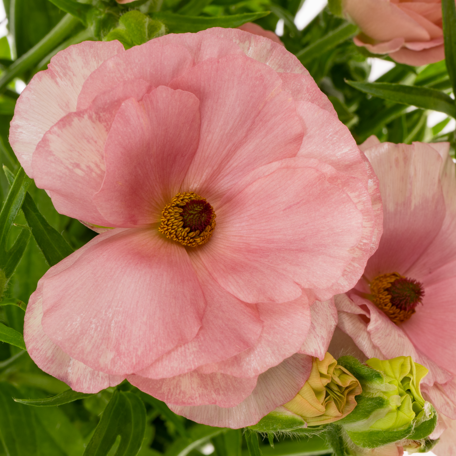 Ranunkel rosa-apricot Butterfly Ariadne 60cm